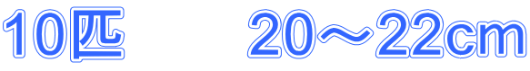 10匹　　20～22ｃｍ