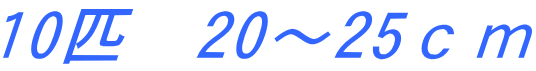 10匹　20～25ｃｍ