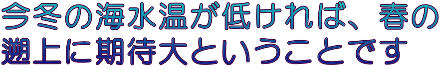 今冬の海水温が低ければ、春の 遡上に期待大ということです
