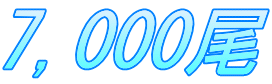 7,000尾 