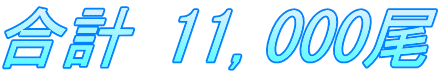 合計 11,000尾